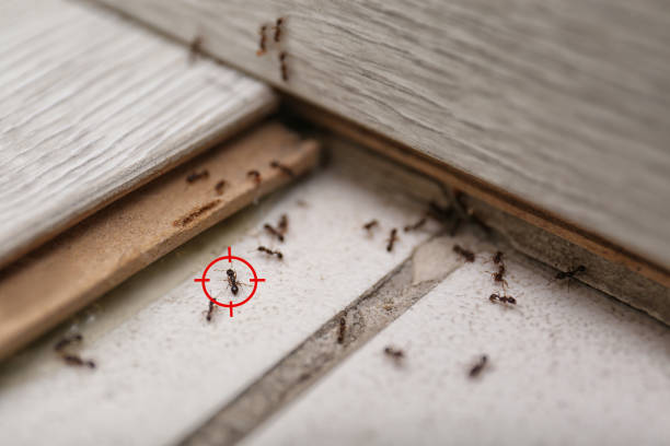 Best Ant Control Services  in Winston, OR