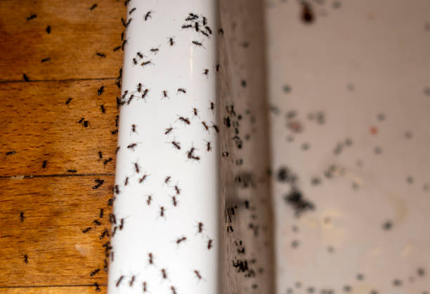 Best Pest Control Near Me in Winston, OR